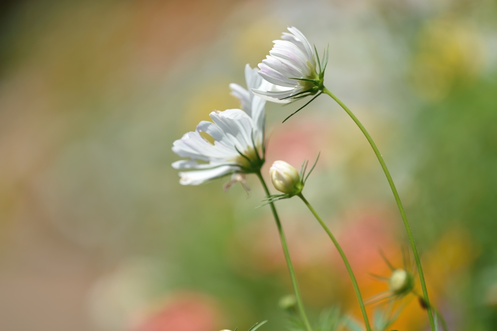 Fluttering