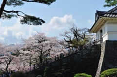 城桜