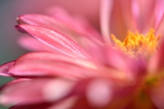 bewitched-bothered and bewildered-
