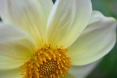 Dahlia