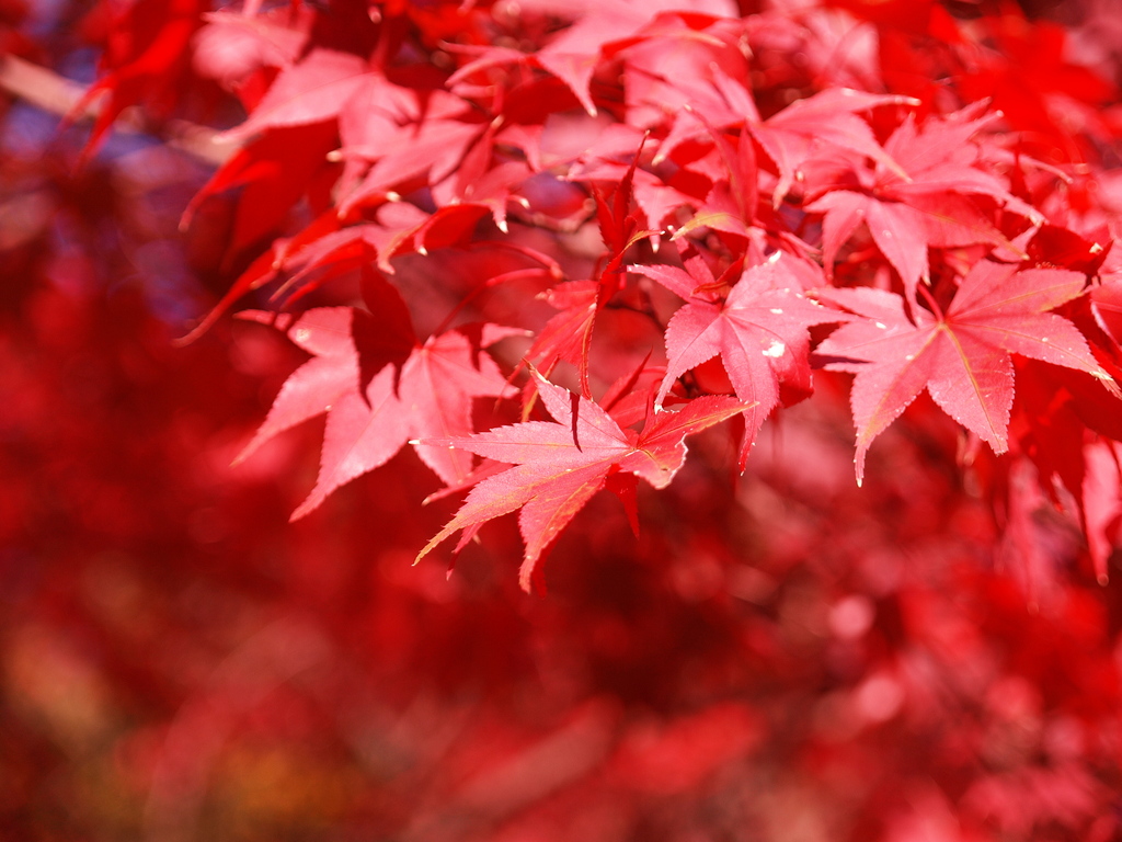 紅葉