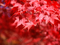紅葉