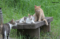 Family Cat