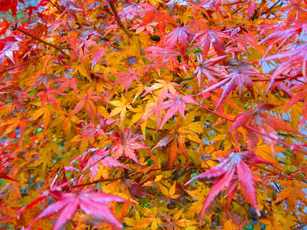 九州紅葉