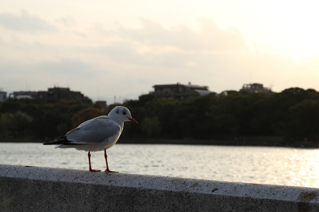 大濠公園