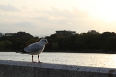 大濠公園