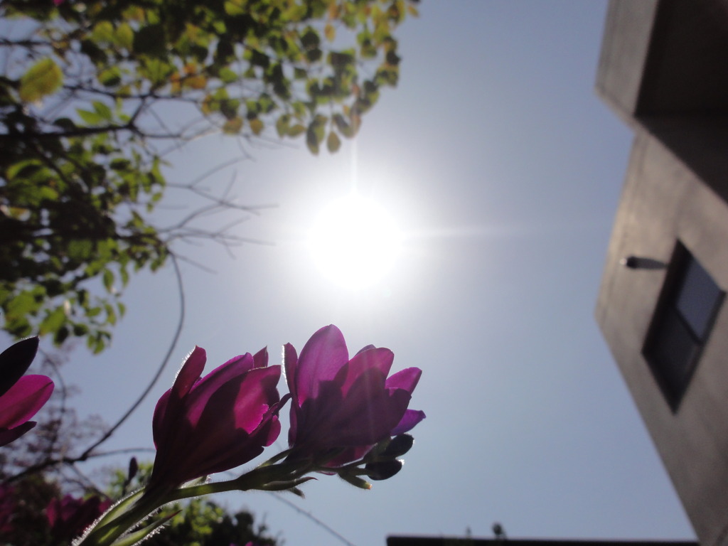 sun and flower