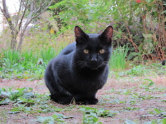 野良猫あーちゃん。