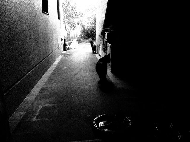 PARADISE ALLEY