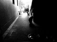 PARADISE ALLEY