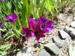 花＾＾