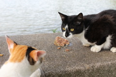ごはん