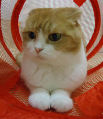 こっちゃん