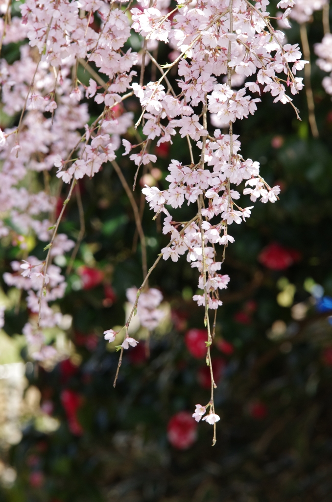 枝垂れ桜in波佐見　ギャラリー用。。９