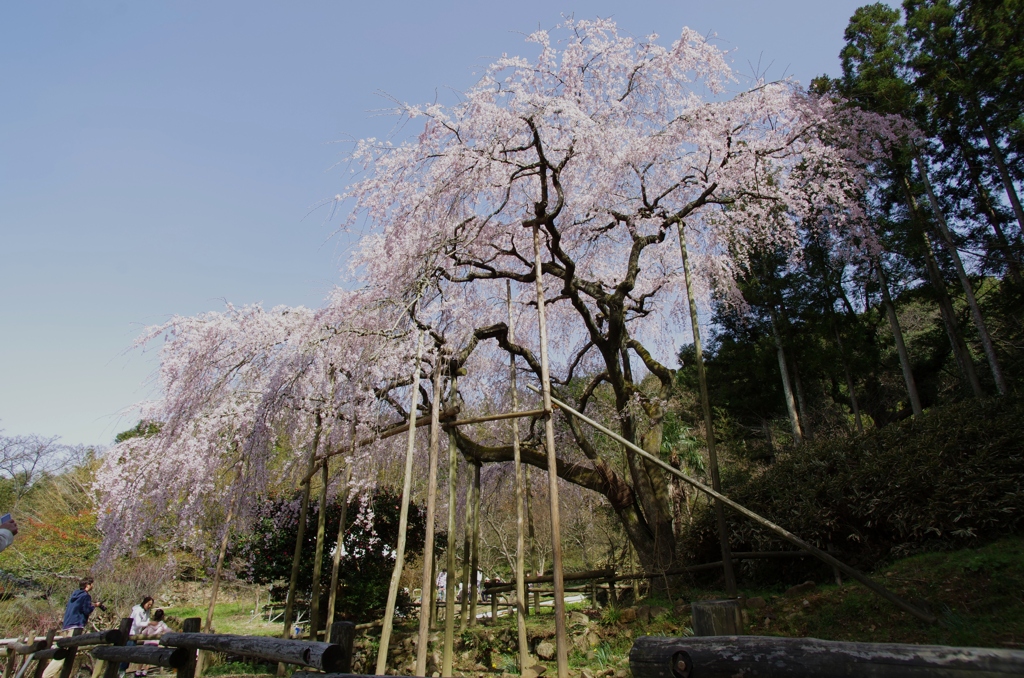 枝垂れ桜in波佐見　ギャラリー用。。７