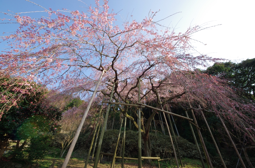 枝垂れ桜in波佐見　ギャラリー用。。５