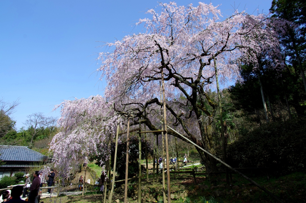 枝垂れ桜in波佐見　ギャラリー用。。６