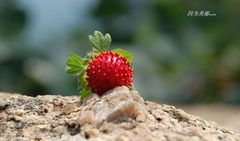 DSC_0221_2689111