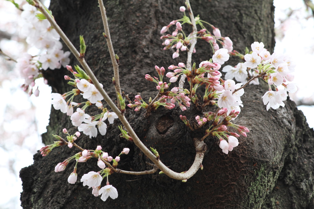 桜活花