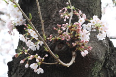 桜活花