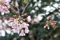 桜開く