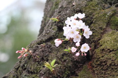 桜苔