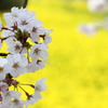 桜＆菜の花