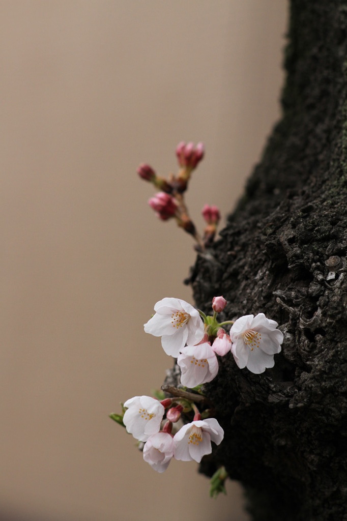 桜流