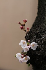 桜流