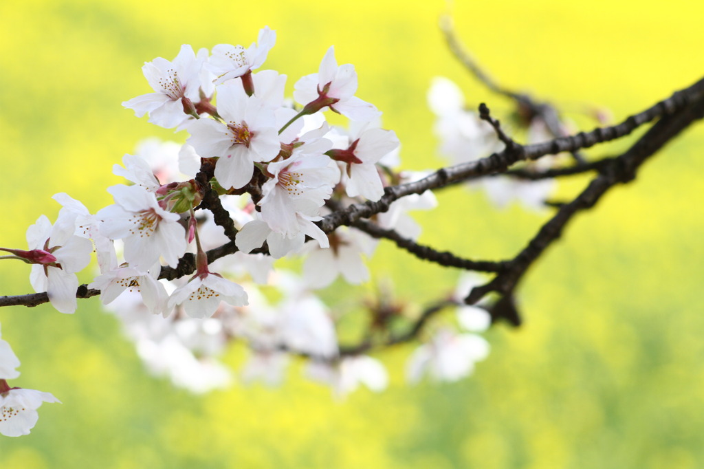 桜＆菜の花