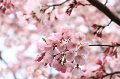 桜源郷