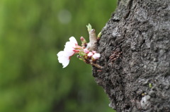 桜芽吹