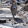 愛犬　まり