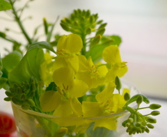 収穫野菜の花（台所）