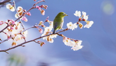 サクランボの木　（２）