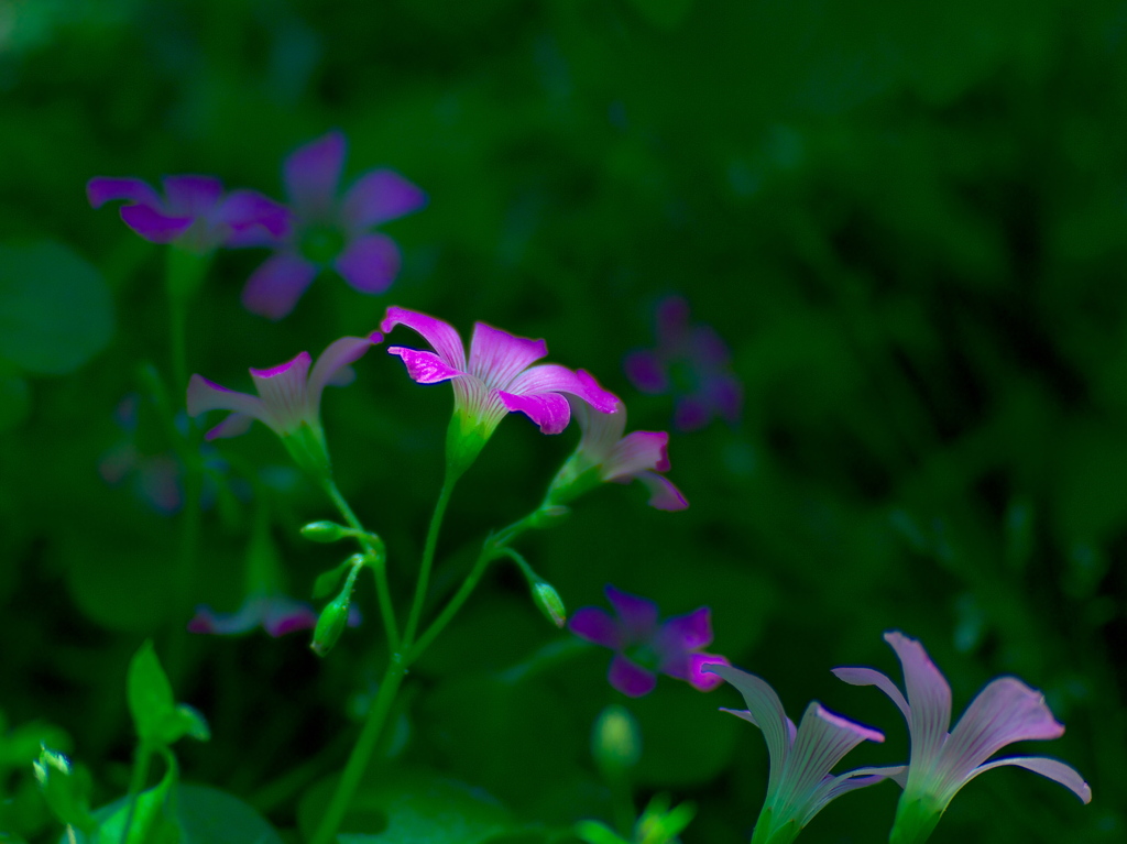野草