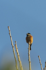 銀杏の木の天辺で