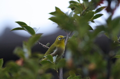 226 雨のﾒｼﾞﾛ
