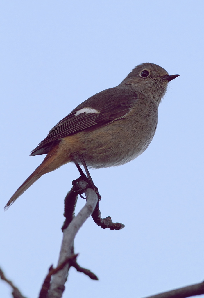 素敵なジョウコちゃん