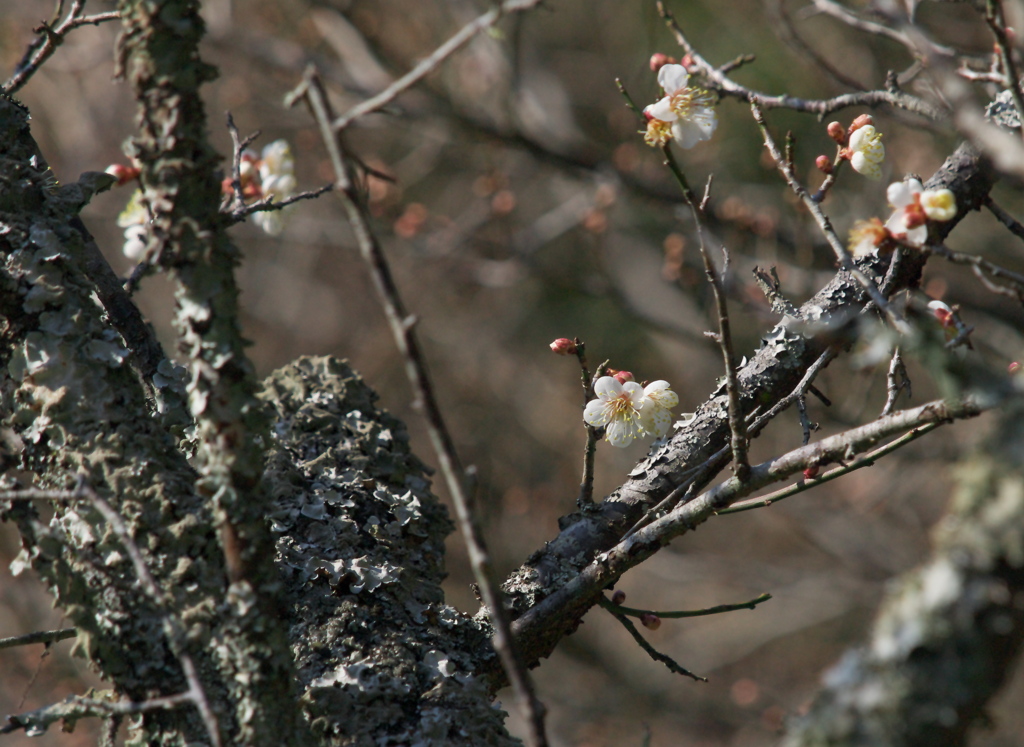 樹齢１００年以上　梅の花３