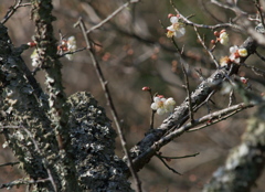 樹齢１００年以上　梅の花３