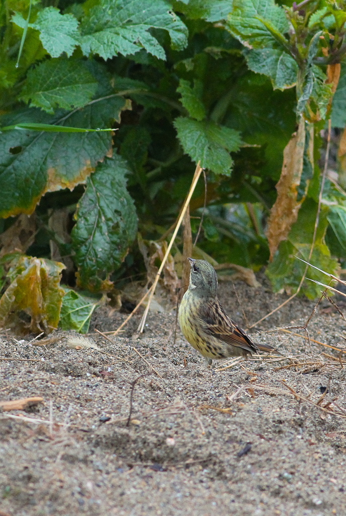 畑でキョロキョロ　何でしょうね？