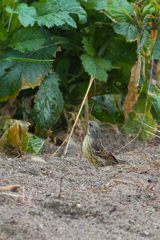 畑でキョロキョロ　何でしょうね？