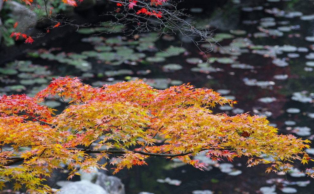 まだらな紅葉