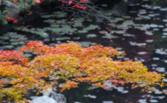 まだらな紅葉