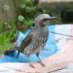 若ヒヨちゃん