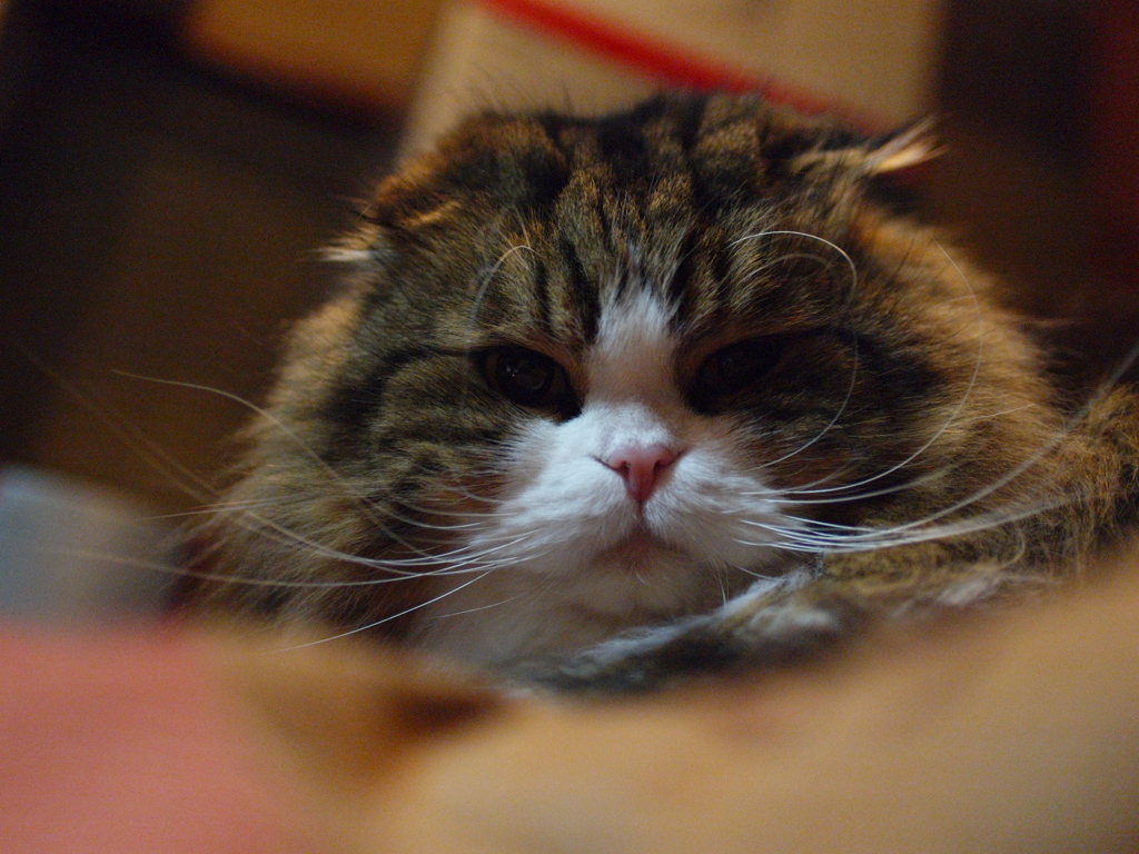 ライオンの元祖