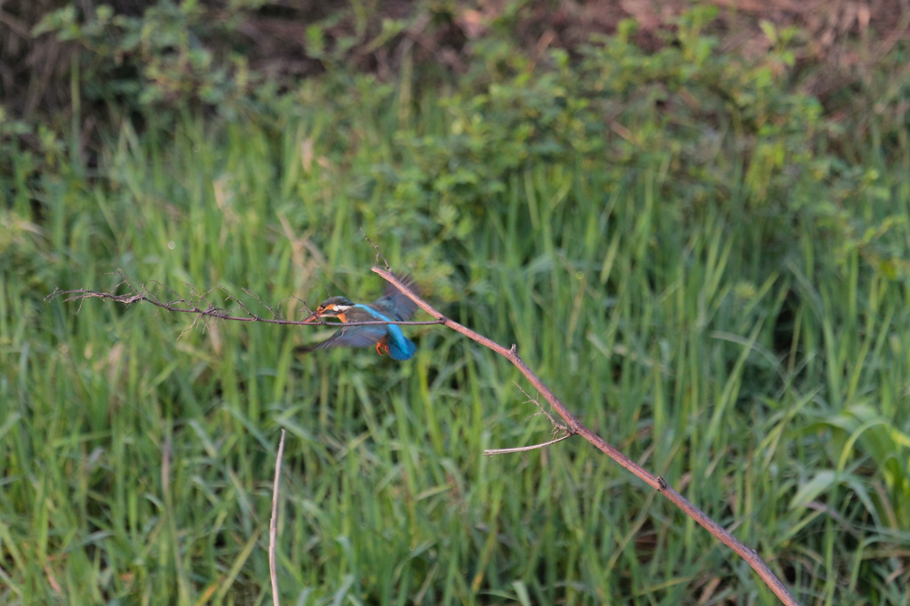 頑張れ　ｶﾜ子ちゃん