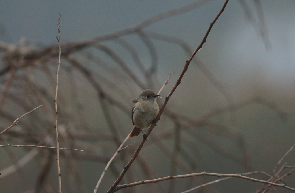 朝靄のジョウコチャン