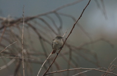 朝靄のジョウコチャン